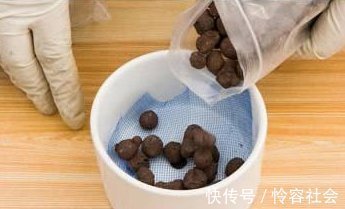 盆里扔2样东西,养花10年不烂根,叶子油光瓦亮,花苞挂满枝头