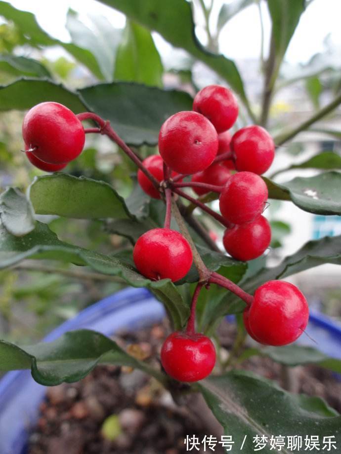 1种花,人称“黄金万两”,客厅养1盆,吉祥好运来,我就养了