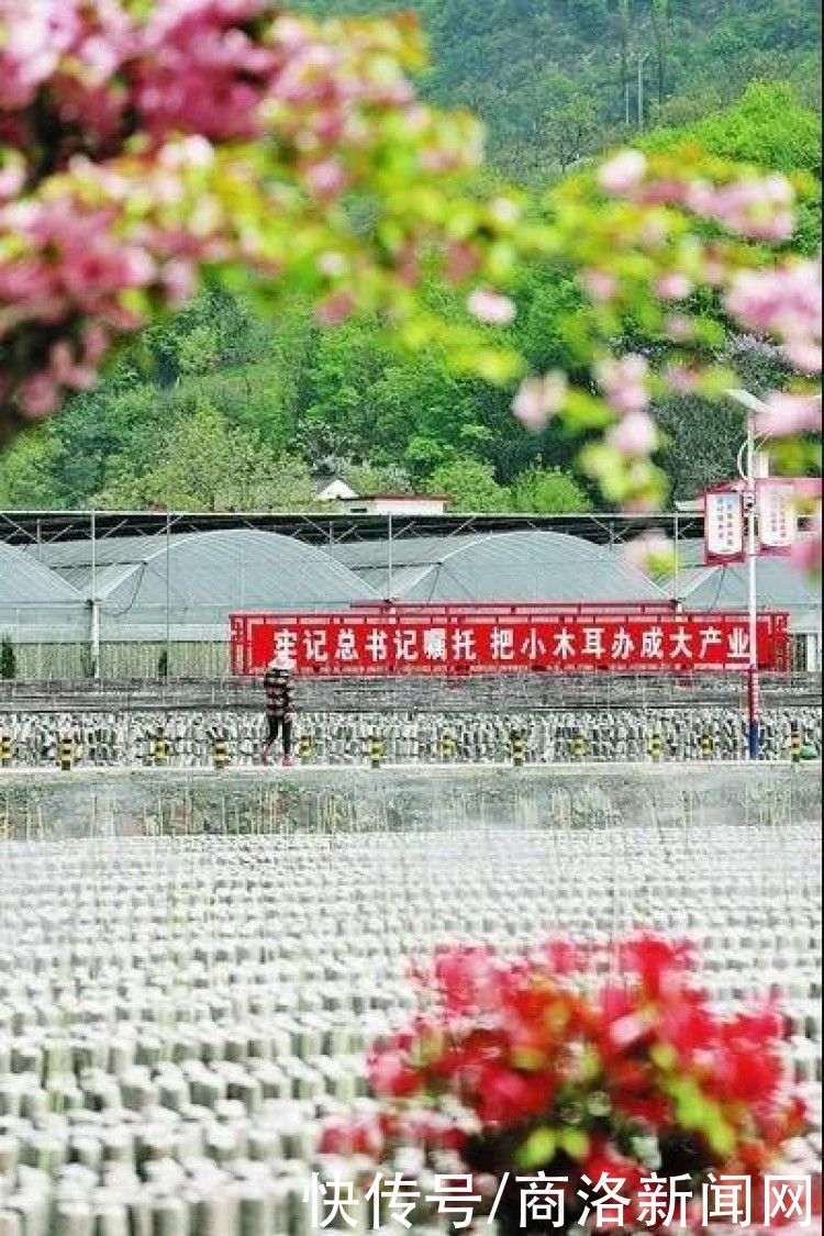 金米村|最美休闲乡村——柞水县金米村