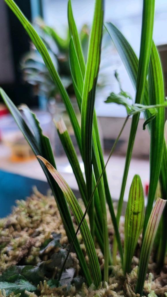 植料|兰花叶子焦边了,夏季温度高,隔三差五浇一次,避免叶子焦边