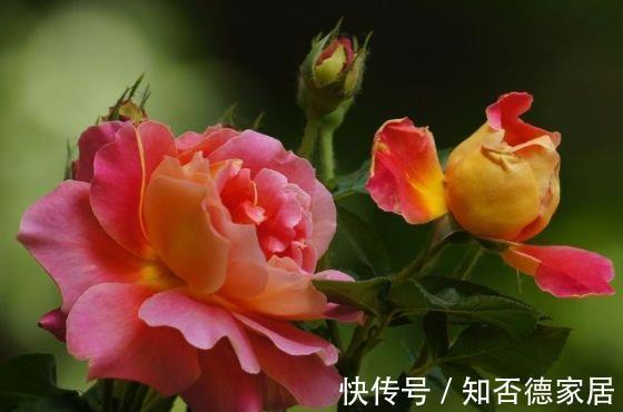 农历|农历7月13号起,最适合养这些花,花朵五颜六色,一开300天