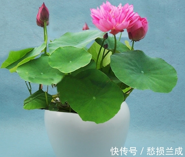 水培碗莲开花少,其实是方法错了,正确的做法应该是这样