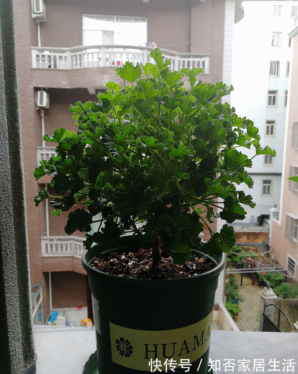 6种“便宜花”，稍加打理养成“棒棒糖”，给多少钱都不卖