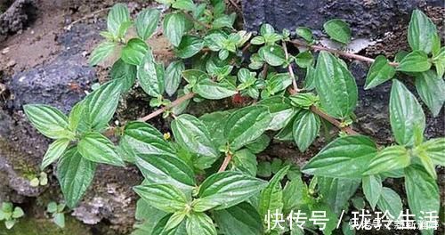 生肌藤|根茎酷似人参，人称“吸脓草”，拔脓效果极佳，炖汤喝身体棒