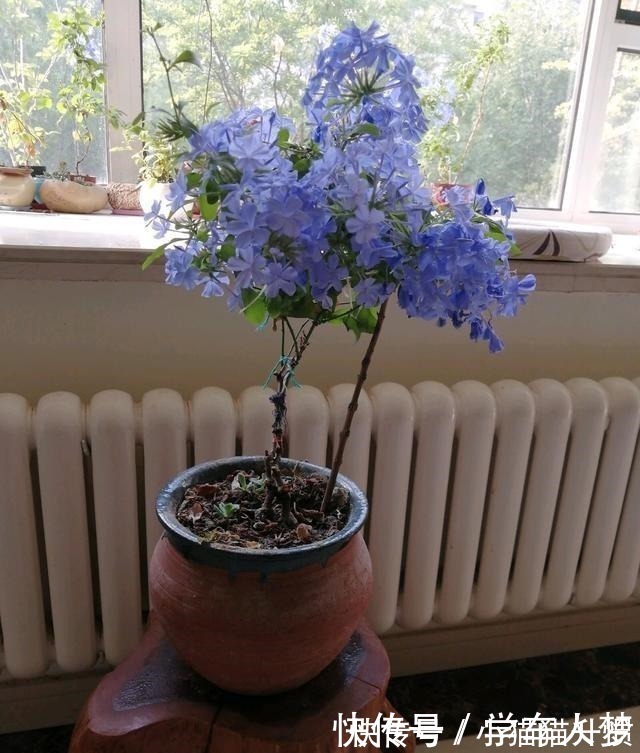 养护|养花要“舍得剪”，把这6种花卉剪成“光杆子”，开花变成棒棒糖！