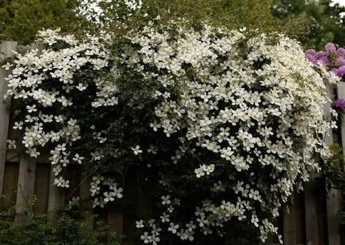 4种耐寒花,零下5度都冻不死,冬季不用搬到室内