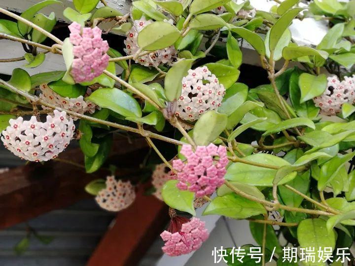 比绿萝还耐阴的花,养1盆能爬上房顶,开花比香水还香!