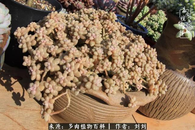 爱多肉，爱生活，我们是一群快乐的养肉人！