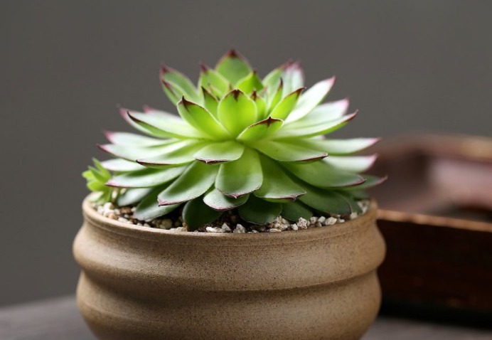 如何养多肉观音莲教你3个养护妙招，轻松爆盆，长出千朵小莲花