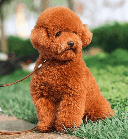 |搞笑动图:看我一动一动的猫耳朵,帅不!