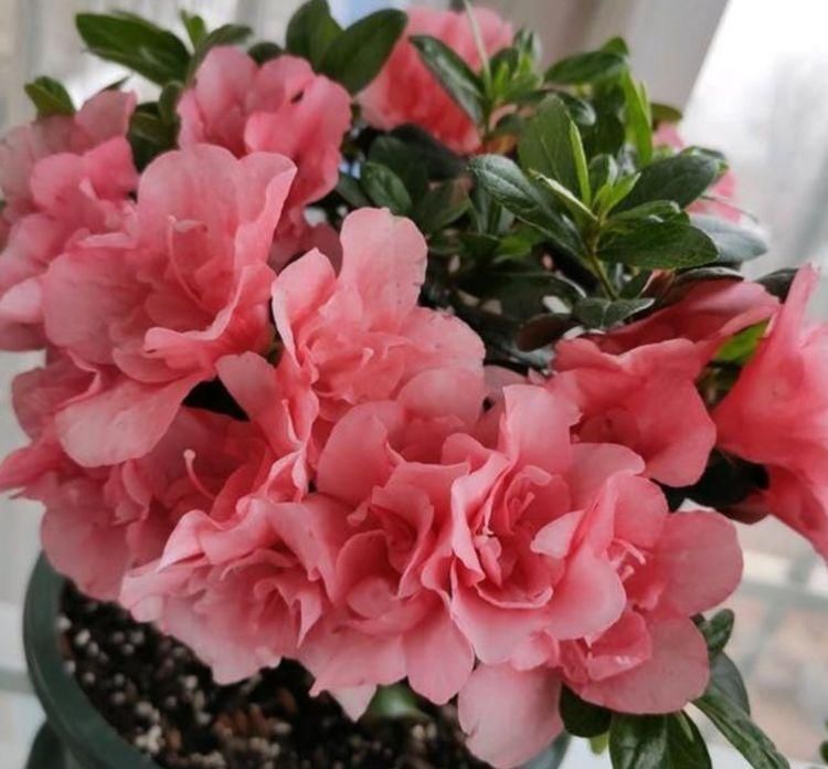 4种花,一到夏天就闹脾气,浇不得、晒不得,一言不合死翘翘