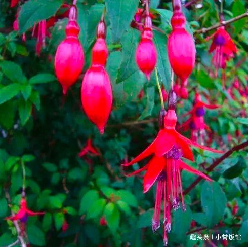 高手养倒挂金钟,却能盆盆又多又艳,原来是掌握了“3个套路”