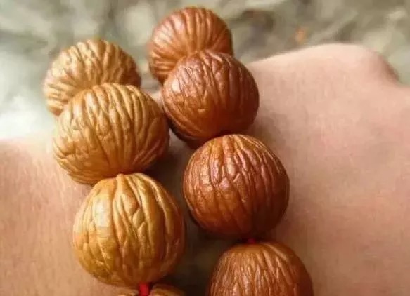 核桃|猴头核桃,你对它了解有多少?