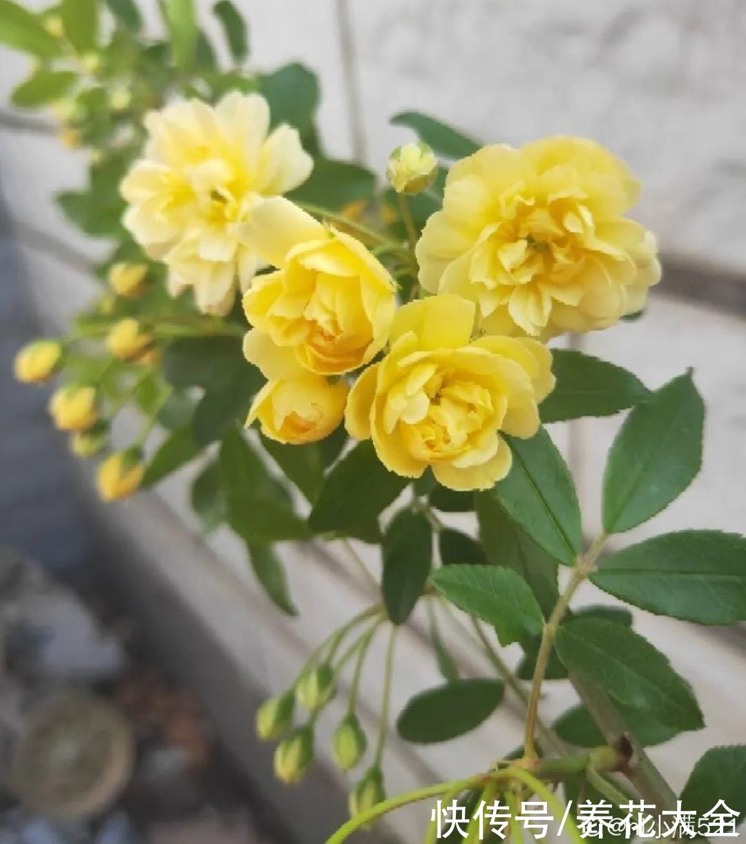 太阳|6种花，命里带“金”，太阳一照金灿灿