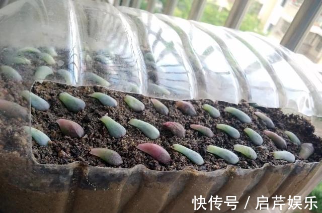 s只要家里有油桶,就不用花钱买花盆!多肉种在油桶里,叶子胖嘟嘟
