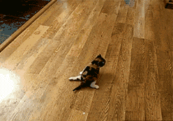 |搞笑GIF:不瞒你们说,我媳妇就是这么来的