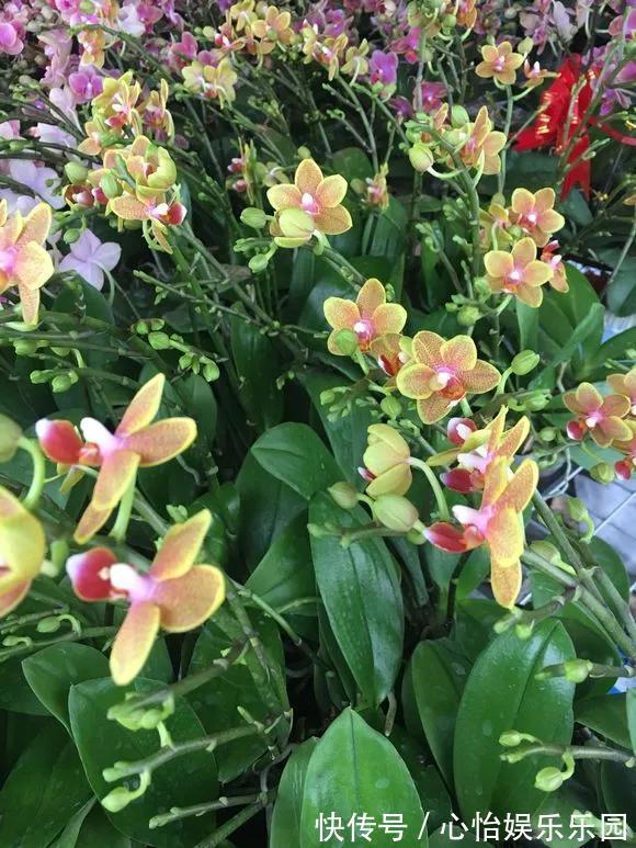 老桩|路边一堆“名贵花”,丢人也要捡,捡回家养2个月就开花!