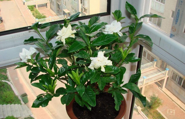 发酵|花盆土发硬,加上一碗水,轻松解决,土壤疏松肥力足