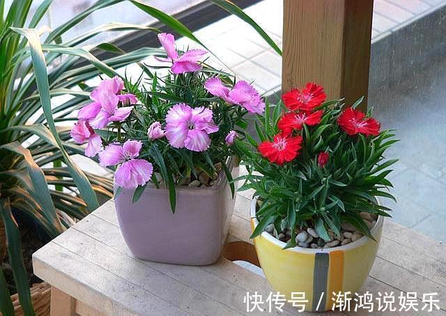 栀子花|这5盆花养在家里,活氧杀菌,都是活生生的空气净化器