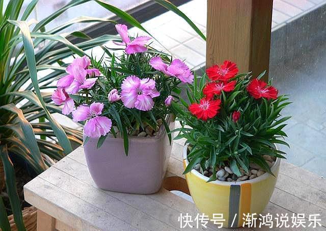 栀子花|这5盆花养在家里，活氧杀菌，都是活生生的空气净化器