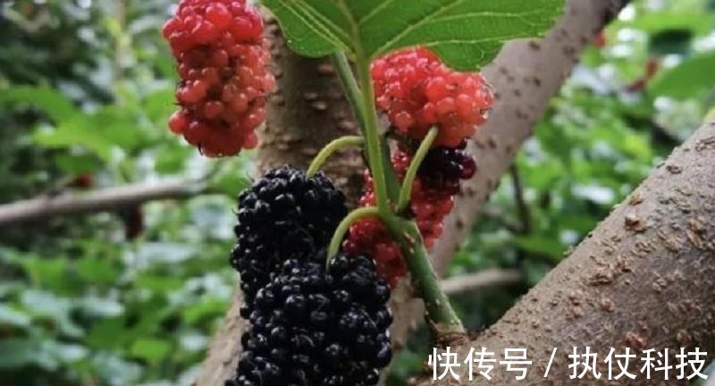 水果|白发最怕这水果,正是当季,每天吃点,头发乌黑亮丽,白发变少了