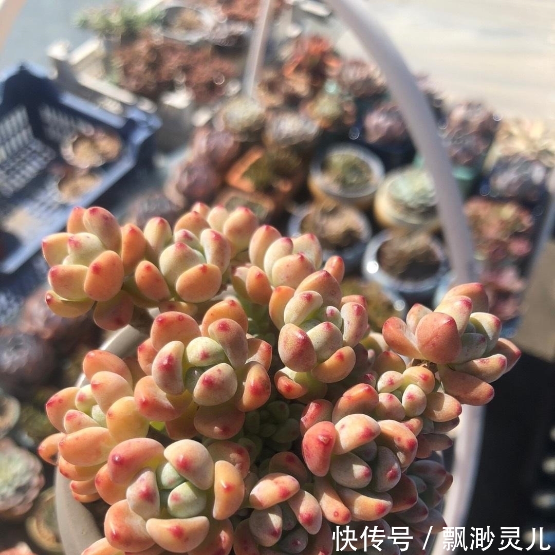 胖嘟嘟的多肉劳尔，叶子红彤彤，栽种用小盆，更容易出状态