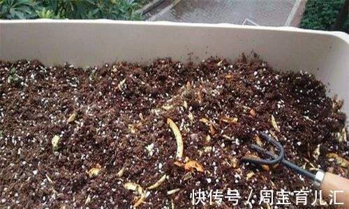 效果|养花换盆的旧土别扔简单2步旧土变新土养花效果嗷嗷的