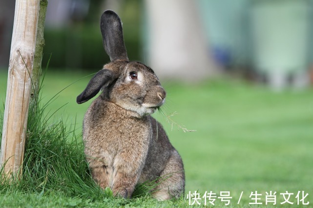 家运|2022年时来运转，福旺财旺，家运红火，不再挨穷的3大生肖！