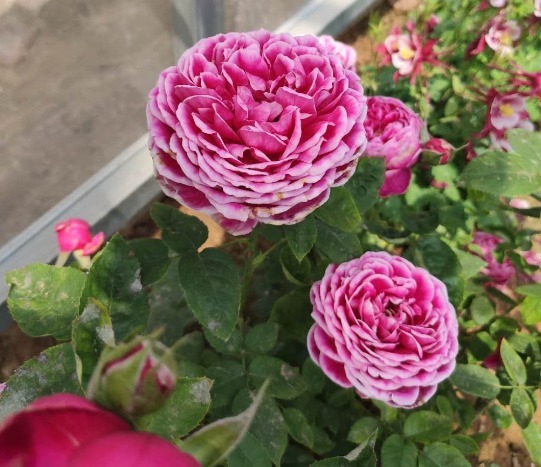 蚜虫太多灭不尽,一个小窍门,不用打药灭蚜虫,效果真的好!