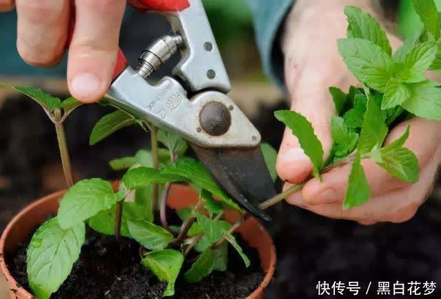 想要养好花,一把“剪刀”少不了,5种花剪的越狠,花开越爆