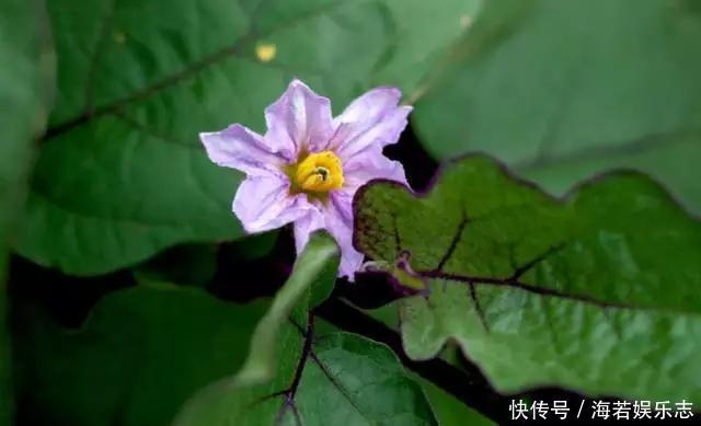 茄子|怎样让一只茄子也显得有文化