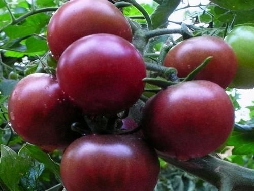 春天来了,不妨多吃的食物,美容养颜,增强机体,有益健康