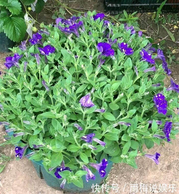 木槿|急性子养的6种花,长的快、爆花多,1盆能开大半年!