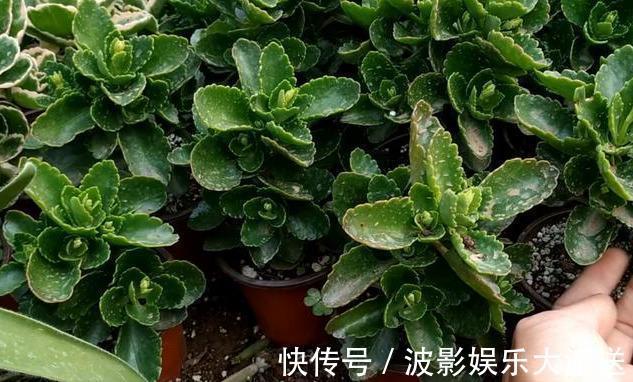 养花先“养根”，高手用一招，养出根系“一尺长”，开花特别旺