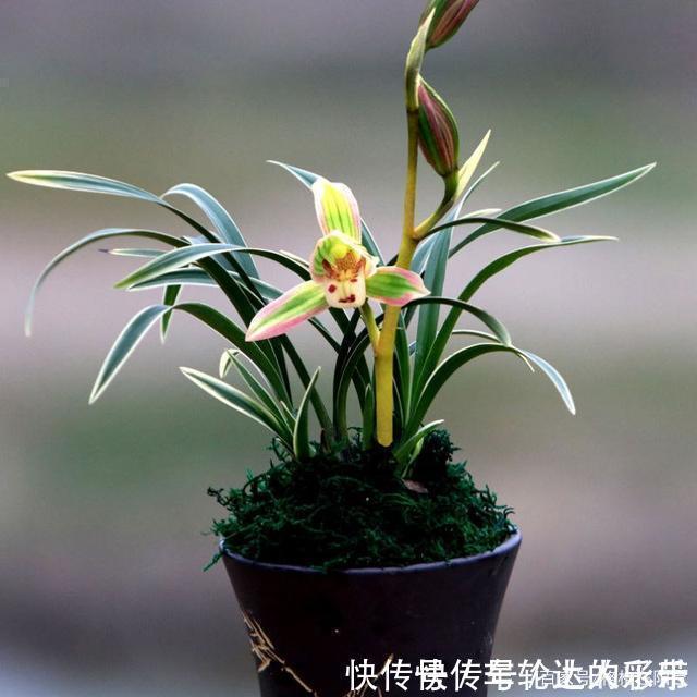 很有“帝王”气息的兰花，花色罕见，香味醇正，很值得养一盆赏玩