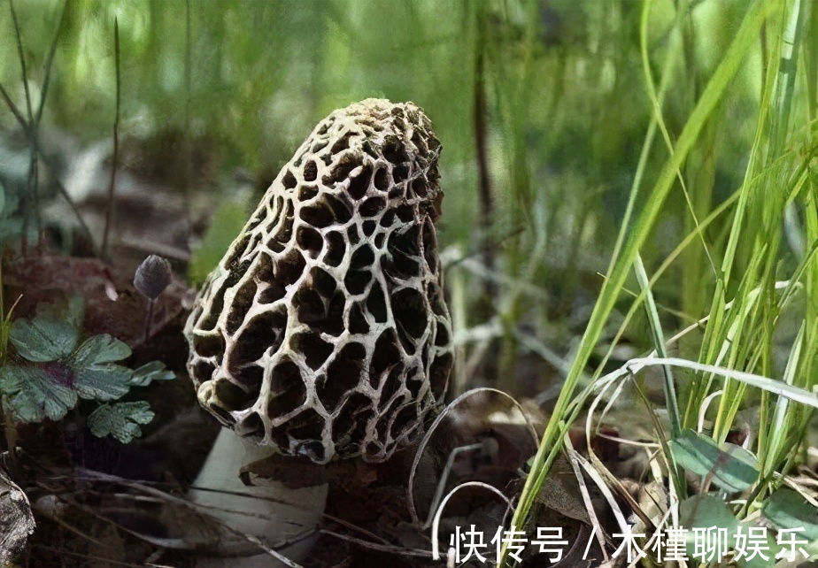 长寿|想长寿全靠吃,3种食物离不开,排毒养颜,增强体质!