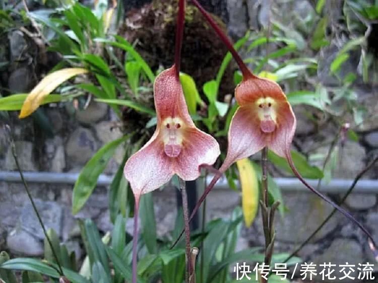 5种长相奇特的开花植物,南北地区都有合适的品种可选