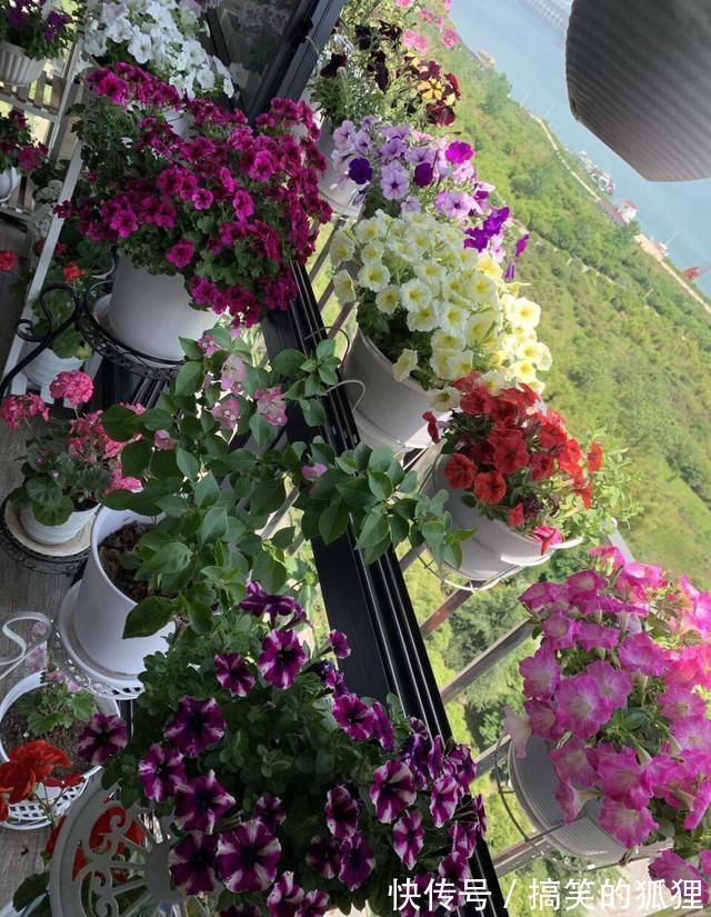 杜鹃花|5种花叫做“度夏难”，到了夏天就黄叶干枯，花友年年养年年买