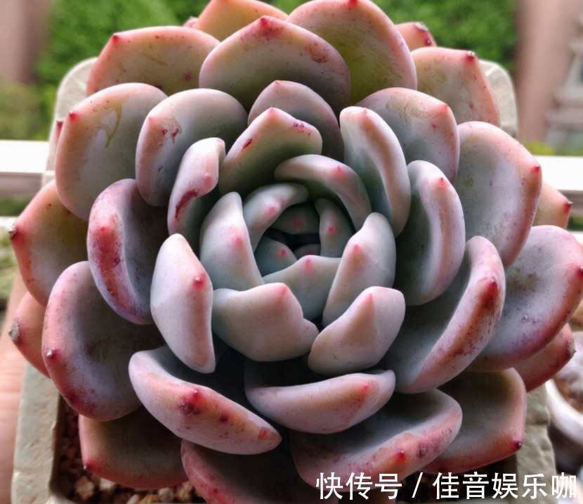 土壤|寻常多肉该怎么养护,才能快速蜕变成木桩?盆栽抓住3点