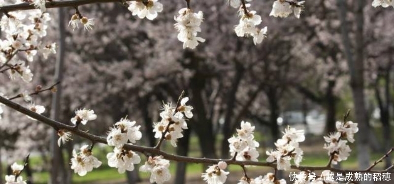 这首诗#王安石这首诗也被严重低估了,句句是经典,最后两句美得令人心醉