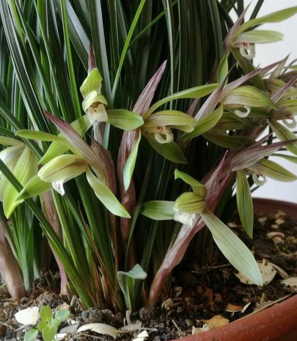 养花旧土该如何重复利用掌握这些,不用多费劲就能变成新土