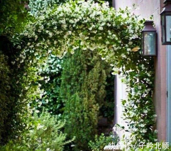 养花有3个“讲究”,执行到位,家里院子和露台“美如仙境”!