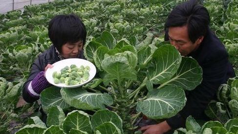 人人愛吃的好食物，不可錯過，減肥瘦身，消除便秘，預(yù)防衰老