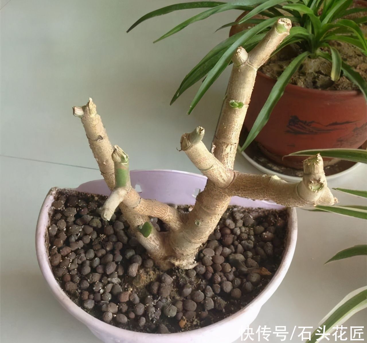 他把玉树的“叶子”全剪了，40天就长满了新芽，枝干更粗了