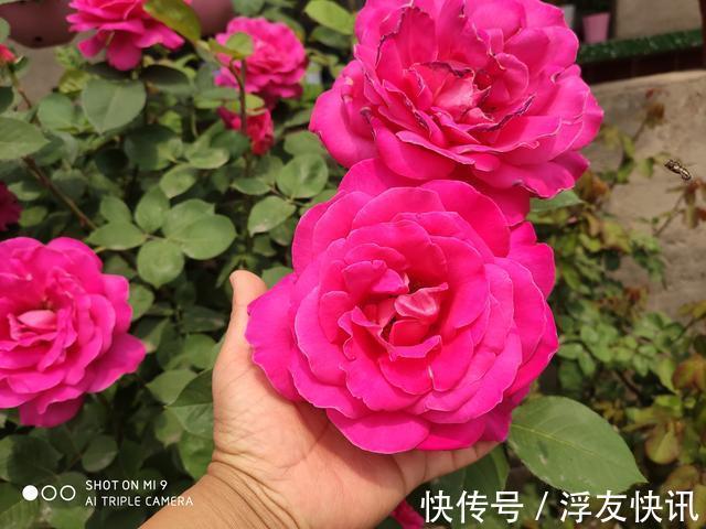 秋季养月季,“3多3少”很重要,占尽秋天芳华,冬天前开出最美花