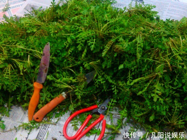 乡村里的人人爱吃的寻常野菜，吃了这么多年才知道它叫荠荠菜