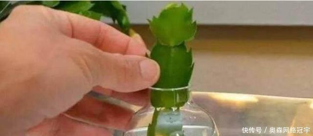 “它”的汁液，对“蟹爪兰”有奇效，一杯“水”一株变数株！