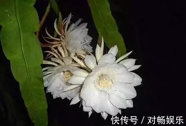 世界上最贵的花,一盆就是一座房子!看过的贵气满满