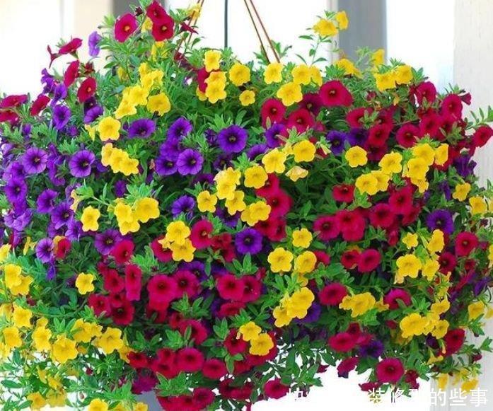 小玲|4种花,不仅名字超好听,花更漂亮,给点水就长得好,开花不断!