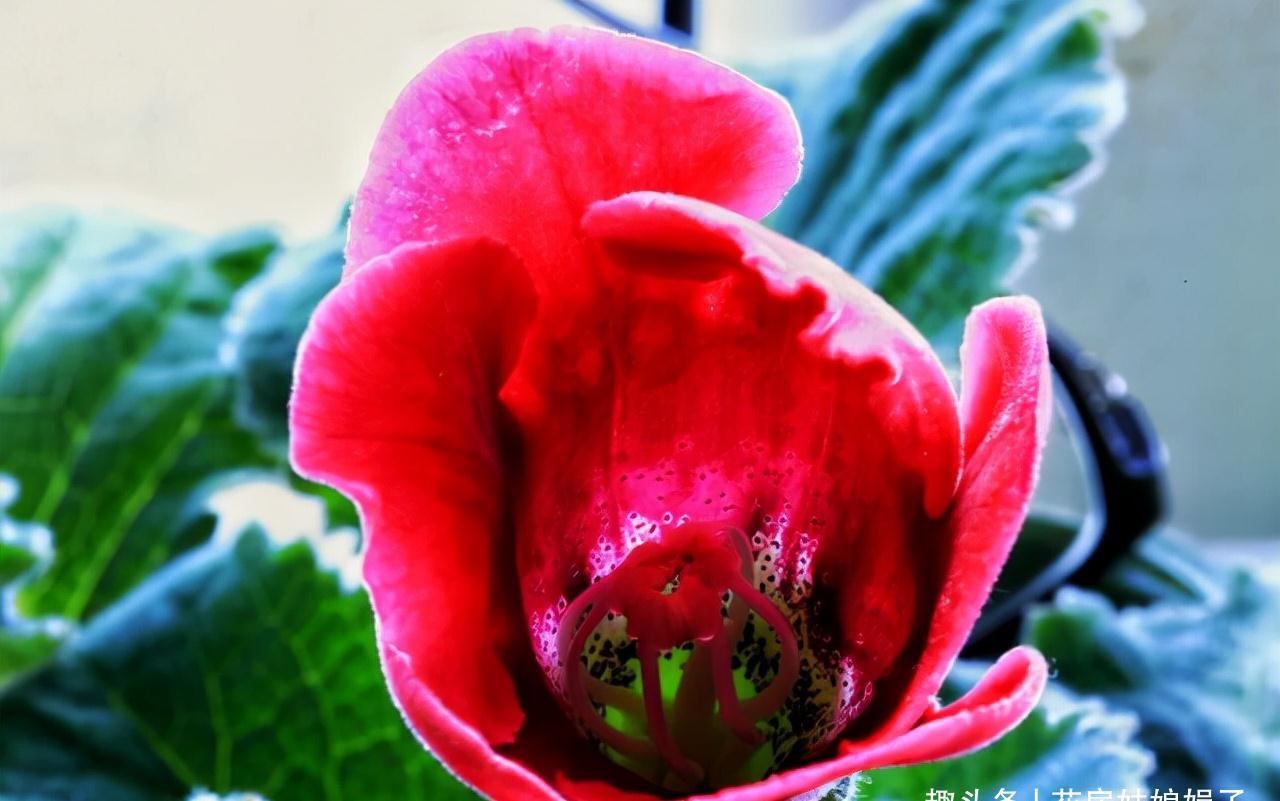 室内养殖这些花卉时，浇水时不要浇湿叶片，可能会造成烂叶的现象